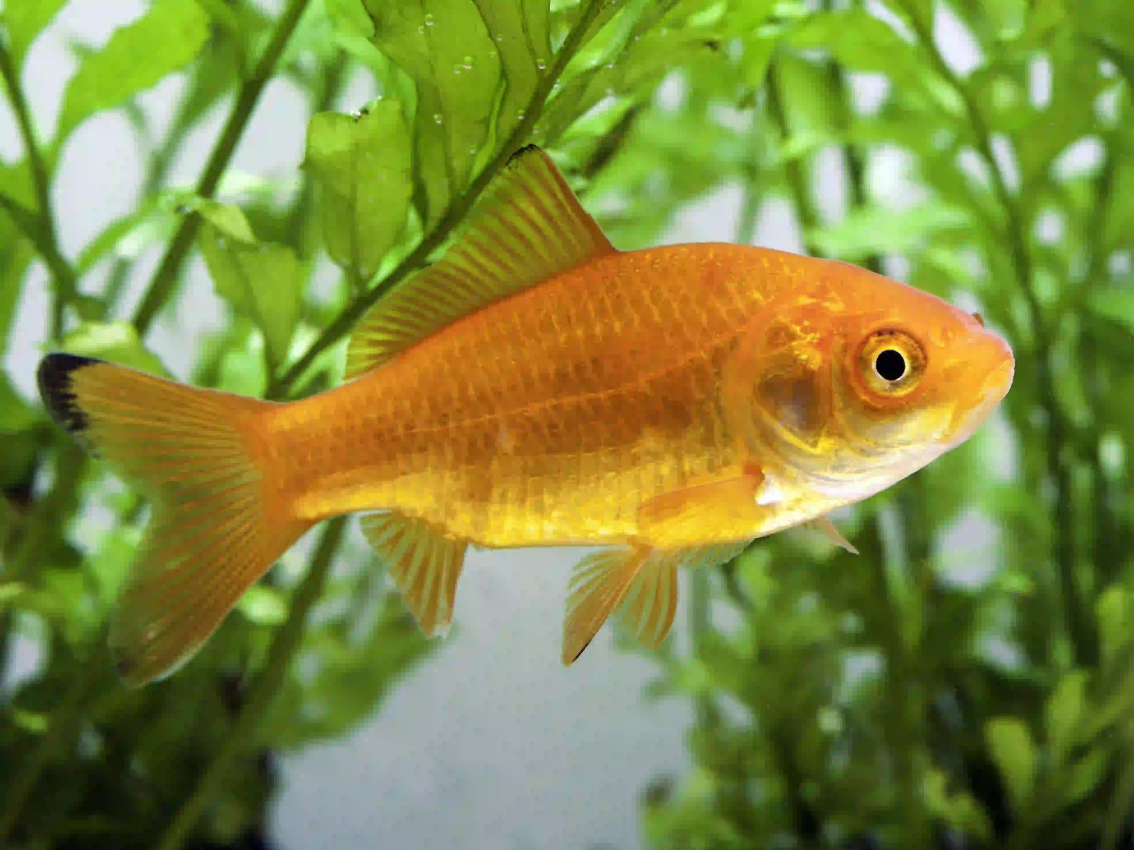 Poisson Rouge (Commun / Comète) Carassius auratus aquarium low-tech sans filtre