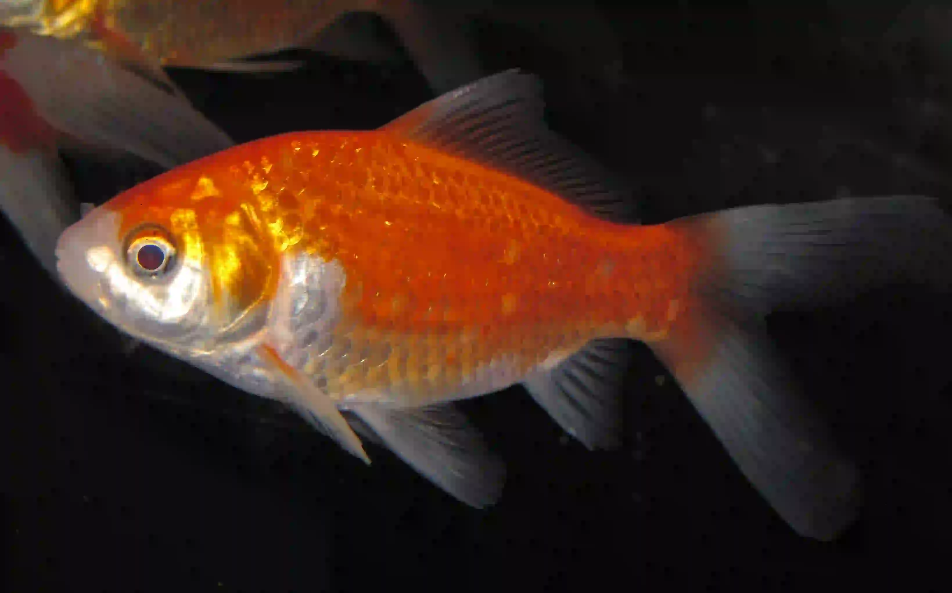 Poisson Rouge Japonais (Oranda / Télescope) aquarium Low-tech