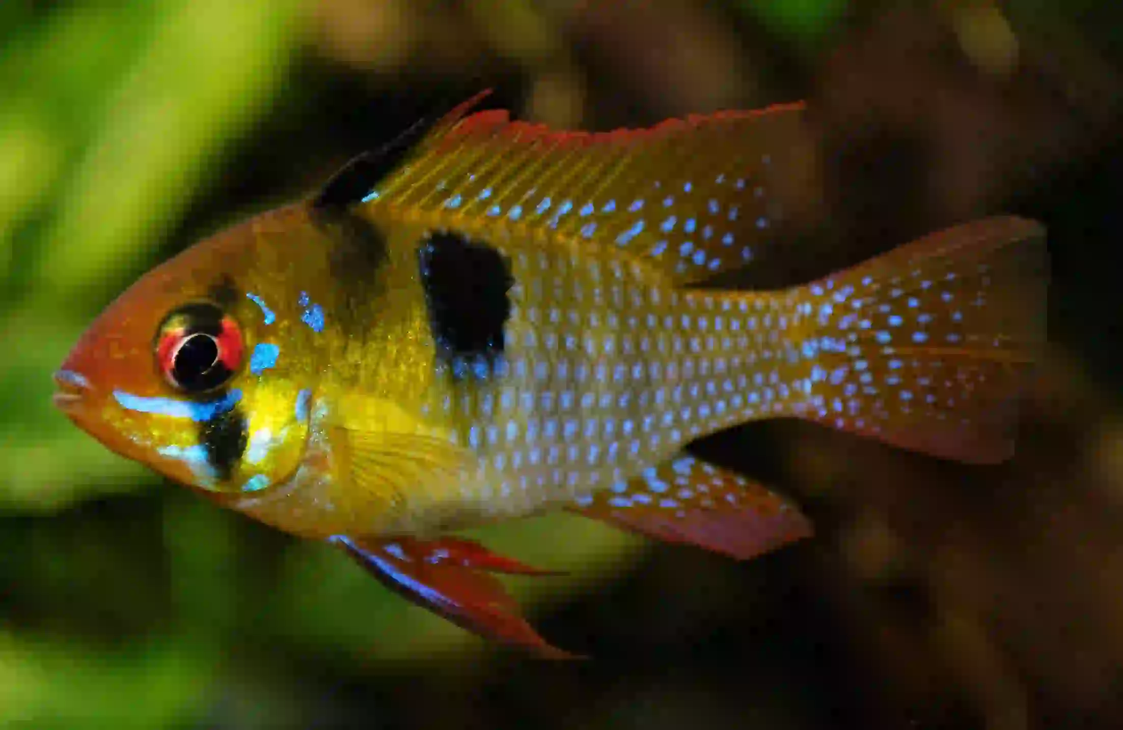 Ramirezi Mikrogeophagus ramirezi aquarium low-tech sans filtre