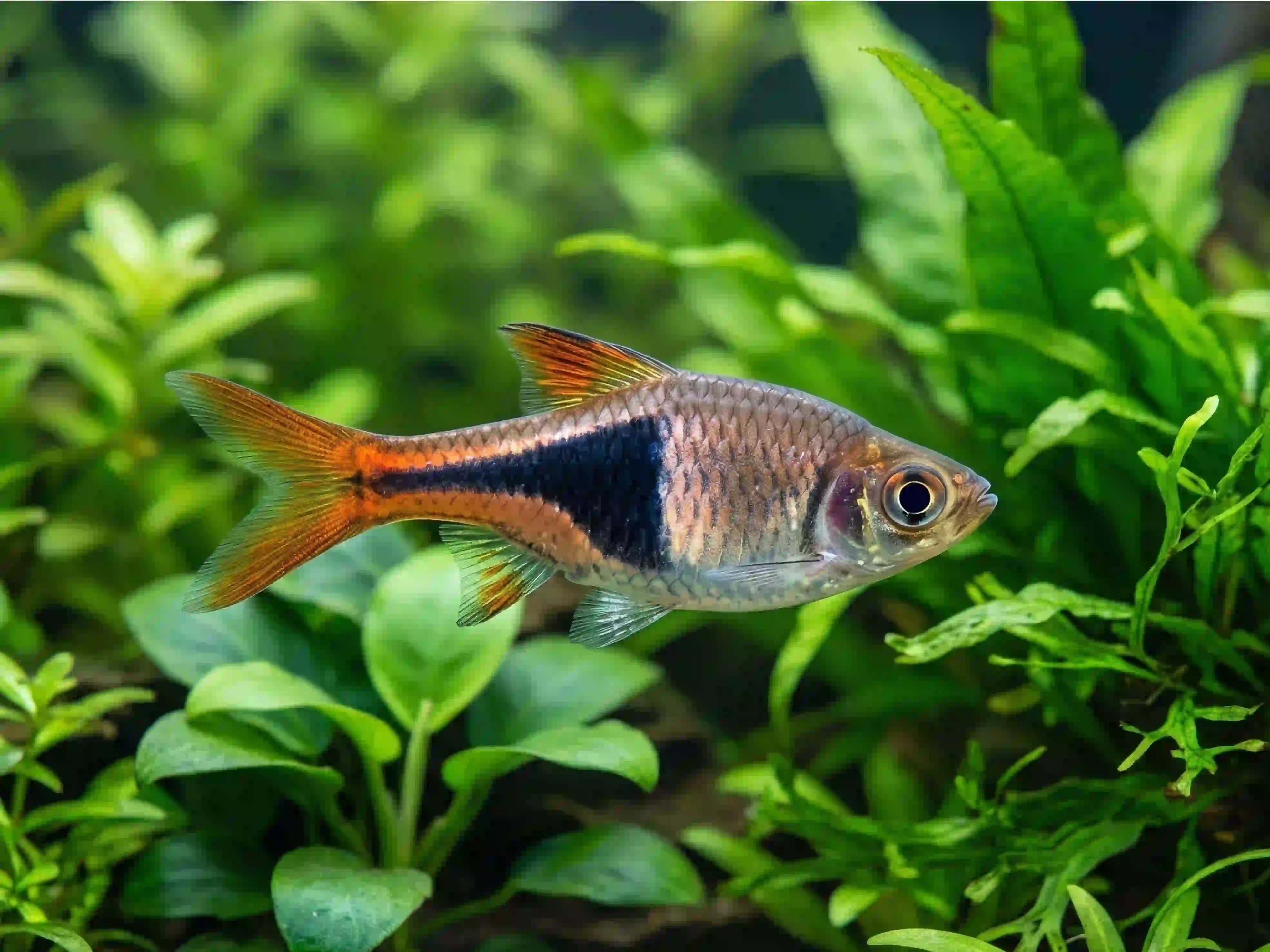 Rasbora Arlequin aquarium Low-tech
