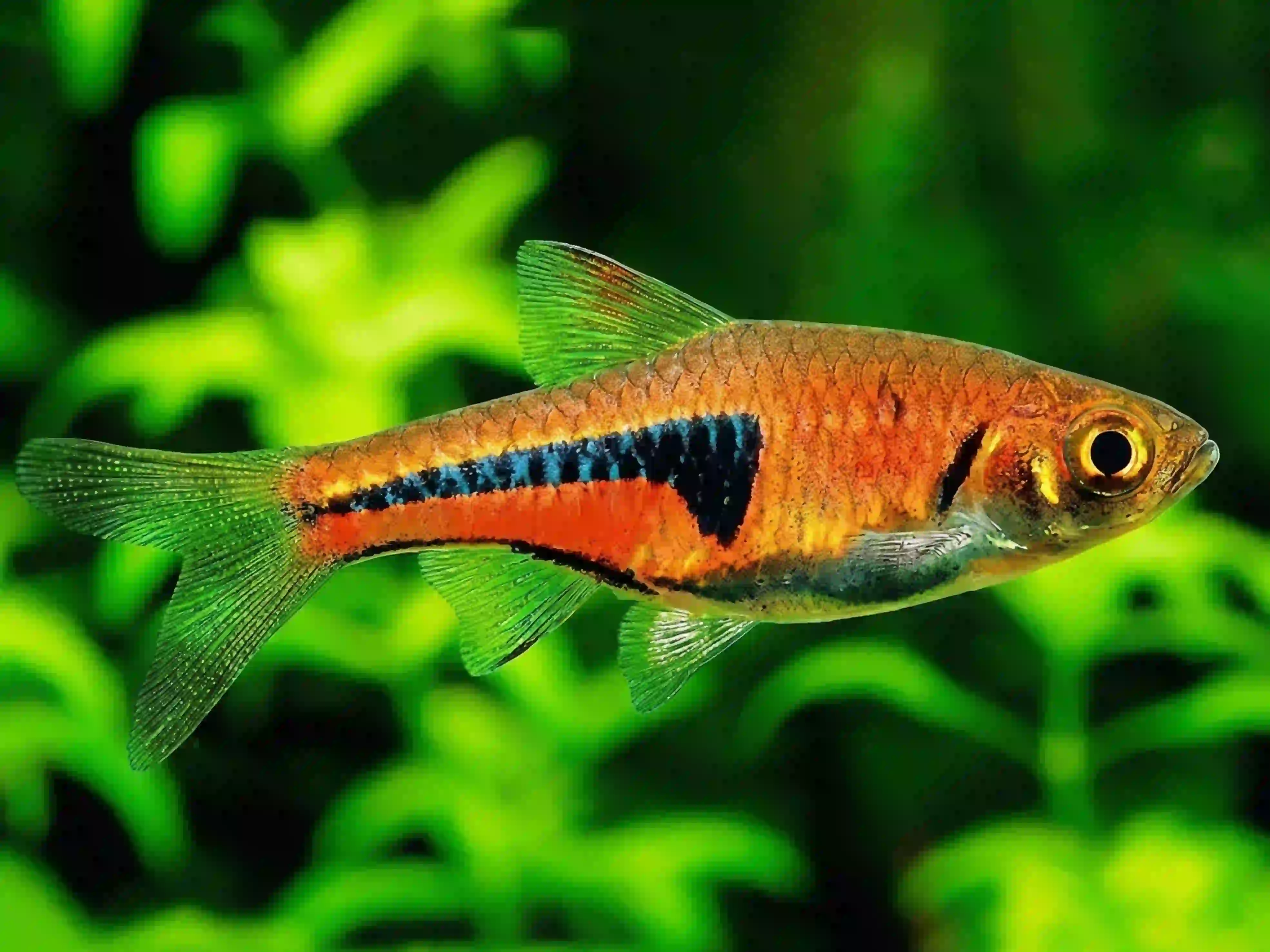 Rasbora Espei aquarium Low-tech