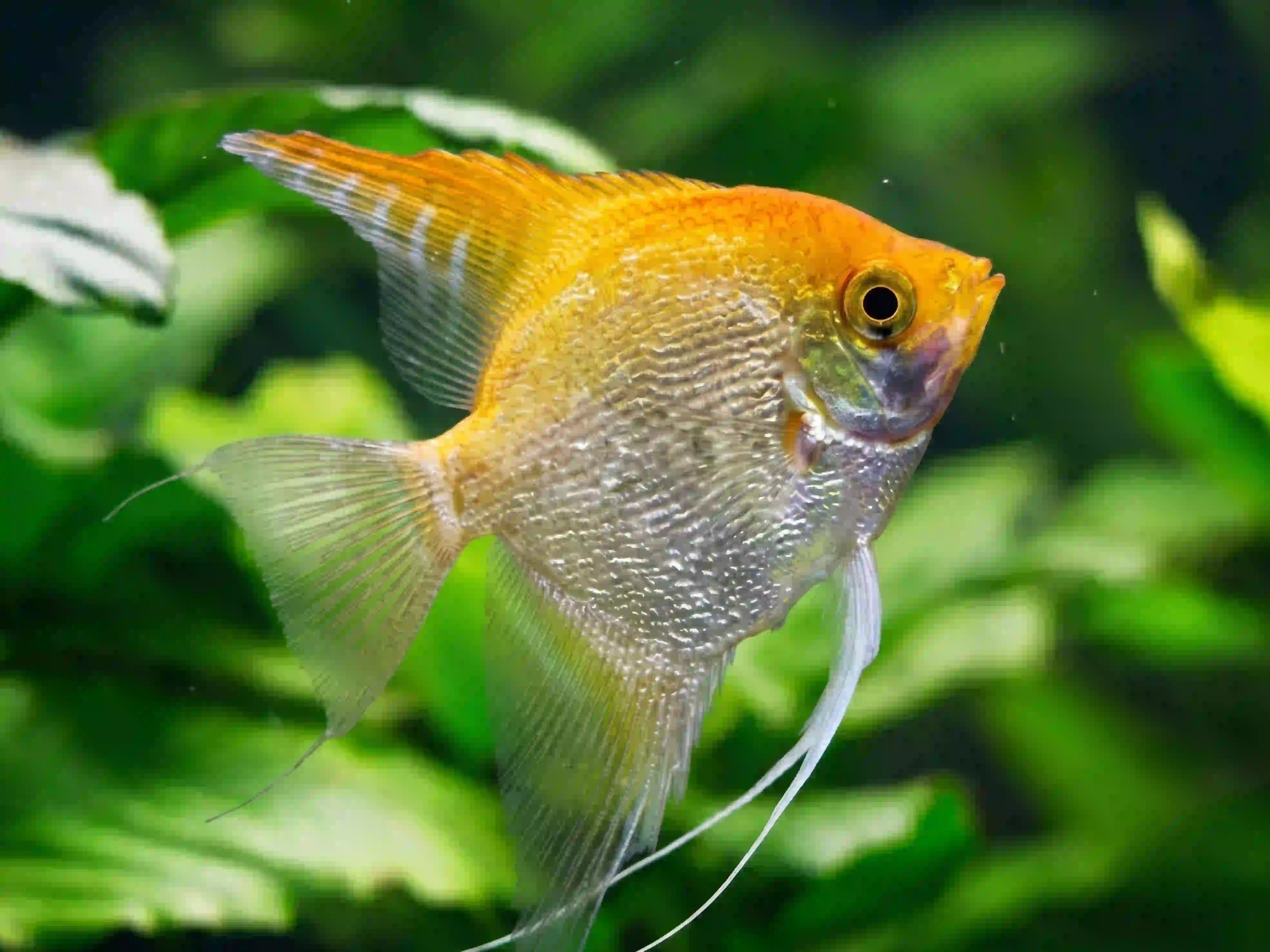 Scalaire aquarium Low-tech