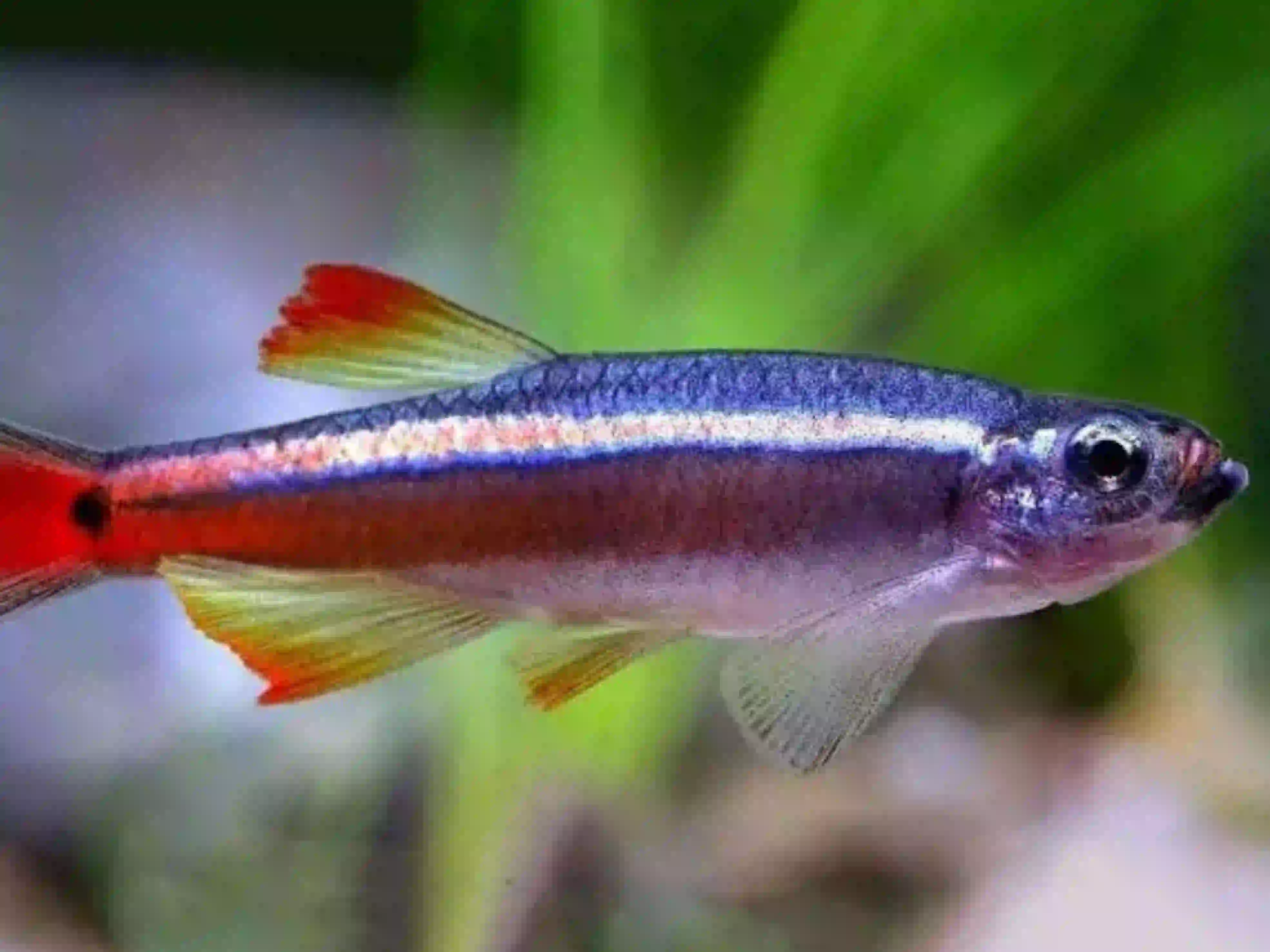 Tanichthys Albonubes  aquarium low-tech sans filtre