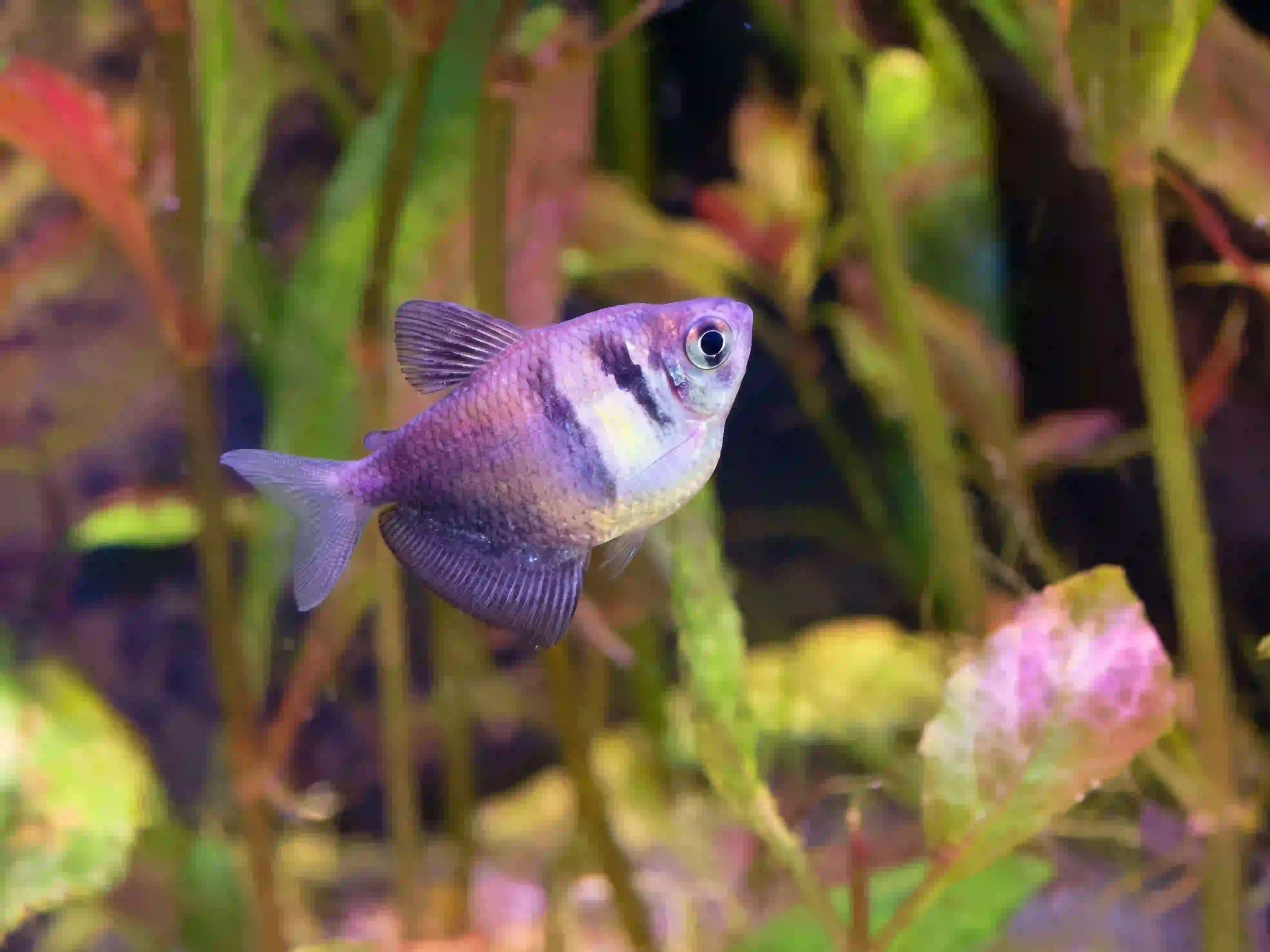 Veuve Noire aquarium Low-tech