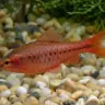 Barbus Cerise (Puntius titteya)