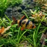 Barbus de Sumatra (Puntigrus tetrazona)