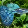 Guppy (Poecilia reticulata)