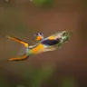 Guppy Endler (Poecilia wingei)