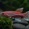 Killie (Aphyosemion australe)