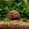 Pelvicachromis Pulcher (Pelmato) (Pelvicachromis pulcher)