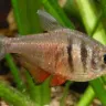 Tétra de Rio (Hyphessobrycon flammeus)