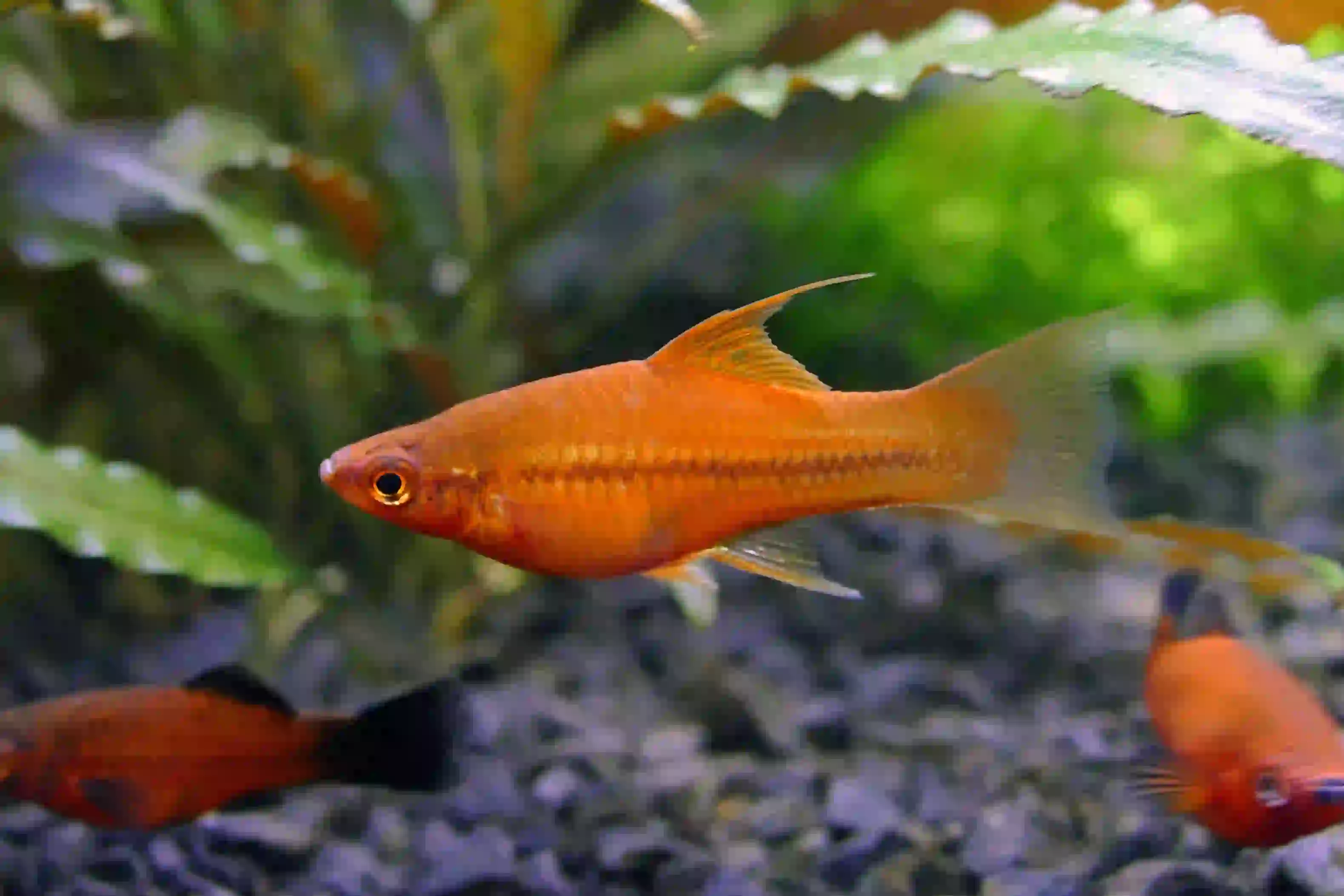 Xipho Xiphophorus helleri aquarium low-tech sans filtre