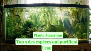 Aquarium naturel avec eau cristalline montrant le système racinaire des plantes flottantes (Pistia) qui filtre l'eau et un sol technique recouvert de sable.