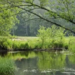 Fond d'un aquarium naturel Low-tech riche en matière organique (Mulm) et biodiversité au début d'une expérience sans filtration