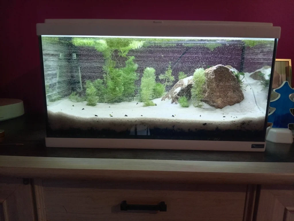 Démarrage d'un aquarium naturel low-tech : vue en coupe des couches de substrat (terreau et sable) avec bulles de dégazage et premières plantes.