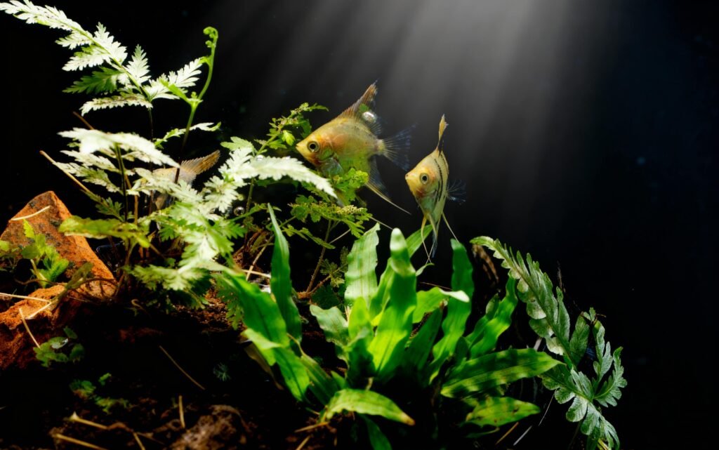 Couple de scalaires nageant dans un aquarium naturel sans filtre planté, illustrant un écosystème Low-tech équilibré et silencieux.
