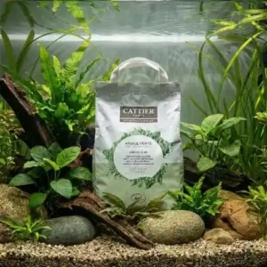 Argile verte Cattier dans un aquarium low-tech - Substrat naturel pour plantes aquatiques et filtration biologique