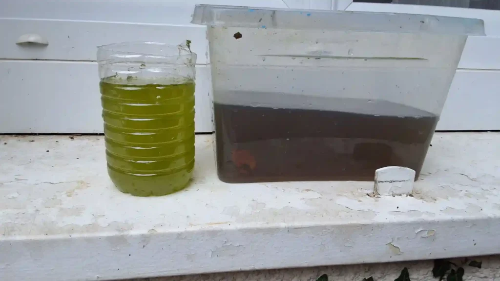 Production d'eau verte et élevage de daphnies pour nourriture vivante aquarium