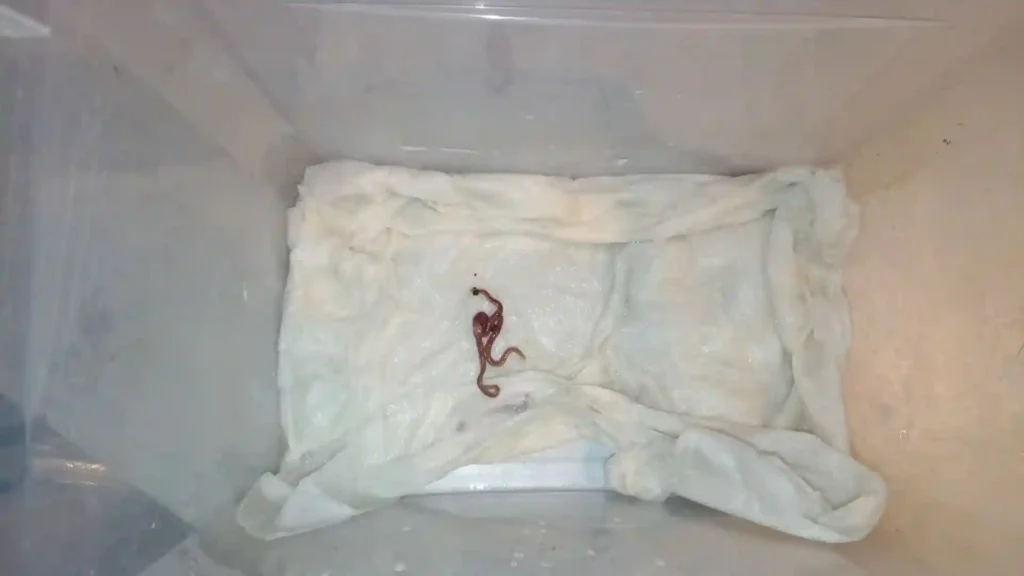 Dégorgement vers sopalin humide sécurité aquarium nourriture vivante