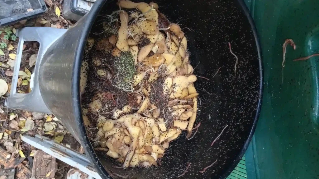 Vue de dessus de l'intérieur du seau de lombricompostage : on voit une couche d'épluchures de pommes de terre et de matière organique où circulent des vers rouges (Eisenia).
