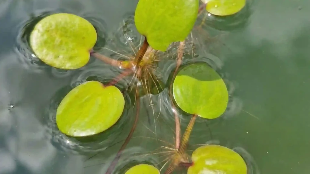 Gros plan sur les feuilles et les longues racines de la Limnobium Laevigatum, une plante flottante idéale pour filtrer l'eau et tamiser la lumière dans un aquarium naturel sans filtre.