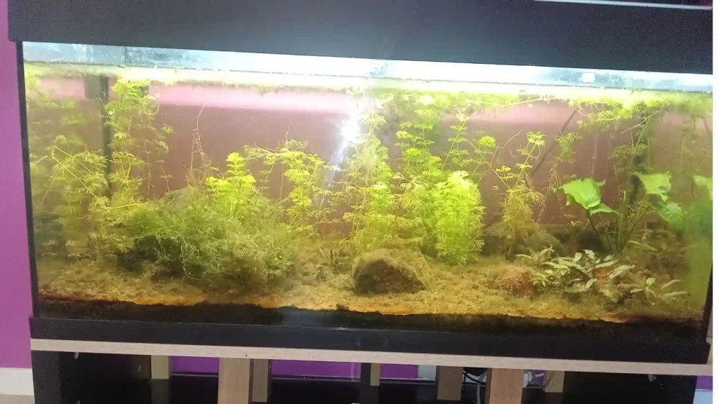 Gros plan sur le Mulm (sédiments organiques) accumulé au fond d'un aquarium Low-tech, servant d'engrais naturel pour les plantes.