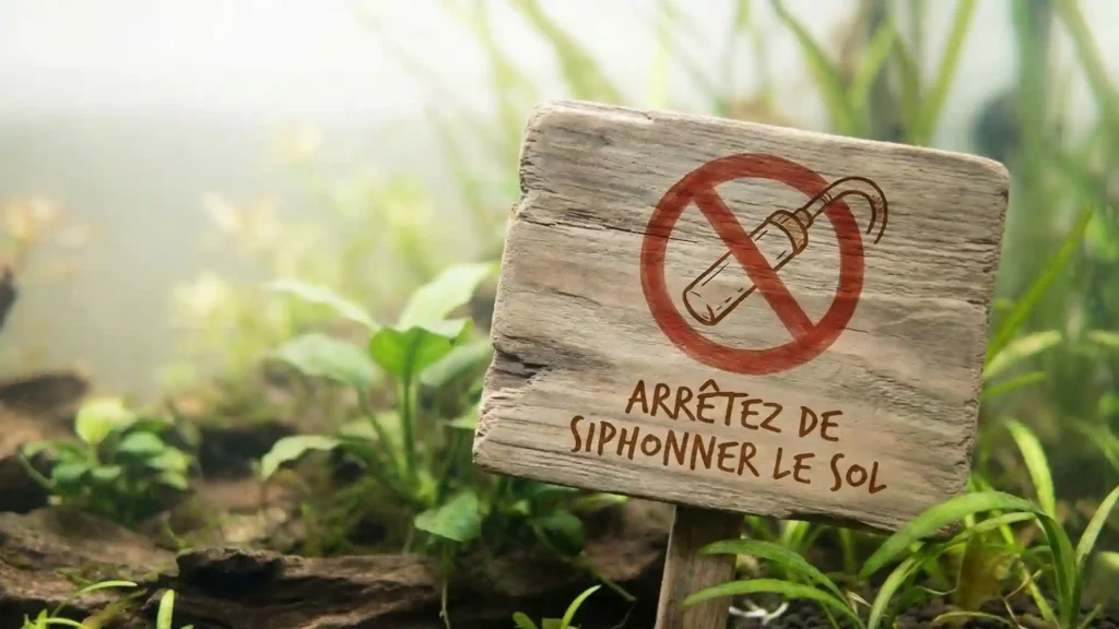 Couche de Mulm (vase) sur le sol d'un aquarium Low-tech colonisée par des escargots mélanoïdes, illustrant pourquoi il ne faut pas siphonner le substrat