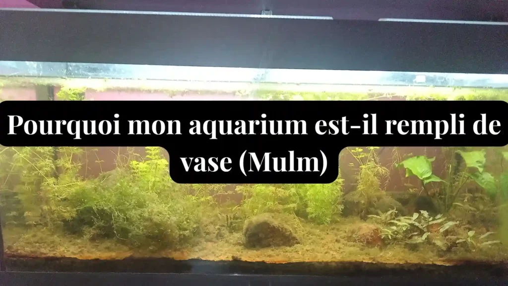 Photo d'un aquarium avec une couche de vase (Mulm) sur le sol à cause d'une surpopulation