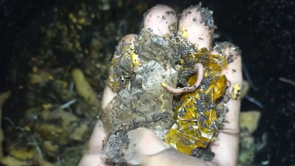 Vers de compost Eisenia fetida nourriture vivante poisson aquarium"
Légende : Le ver de compost (Eisenia) : rouge, rayé, et gorgé de protéines. C'est lui votre "usine à steak" gratuite.