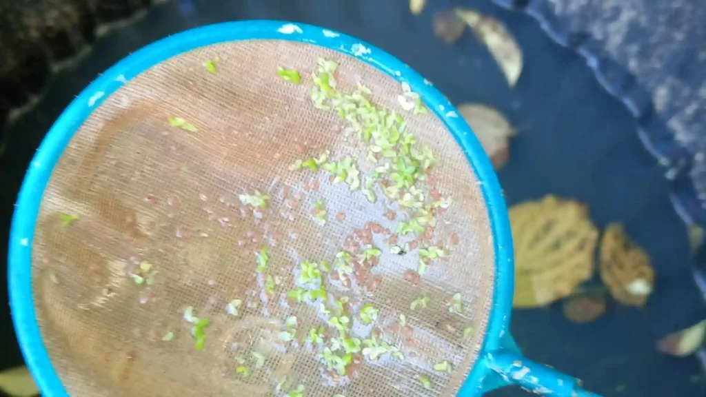 Gros plan sur une épuisette bleue remplie de lentilles d'eau et de biodiversité, illustrant une récolte de nourriture vivante sauvage (larves, daphnies) dans un poubellarium extérieur en méthode low-tech naturelle."