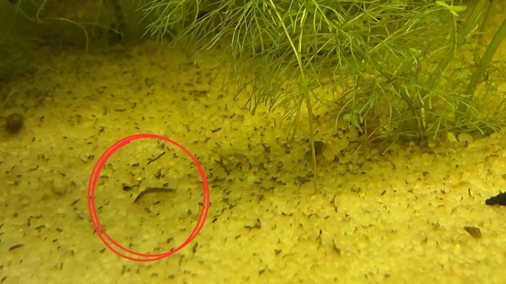 Aselle (Asellus aquaticus) entourée en rouge sur le sable : le meilleur détritivore pour compléter les escargots.