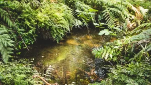 Combien coûte un aquarium Low-tech : Matériel de départ économique (Cuve, Terreau, Sable)