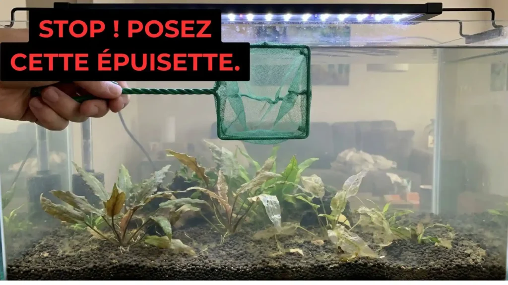 ain tenant une épuisette au-dessus d'un aquarium avec des plantes qui fondent, illustrant l'erreur de vouloir trop nettoyer.