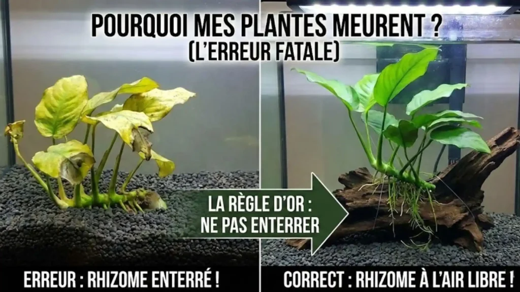 Infographie comparant une Anubias avec le rhizome enterré (qui meurt) et une Anubias fixée sur racine (en bonne santé). Règle d'or : ne pas enterrer le rhizome.