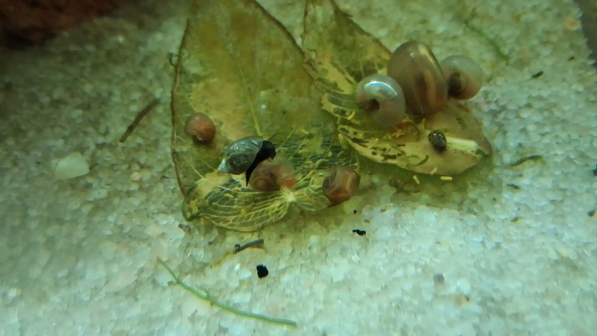 Invasion d'escargots dans un aquarium