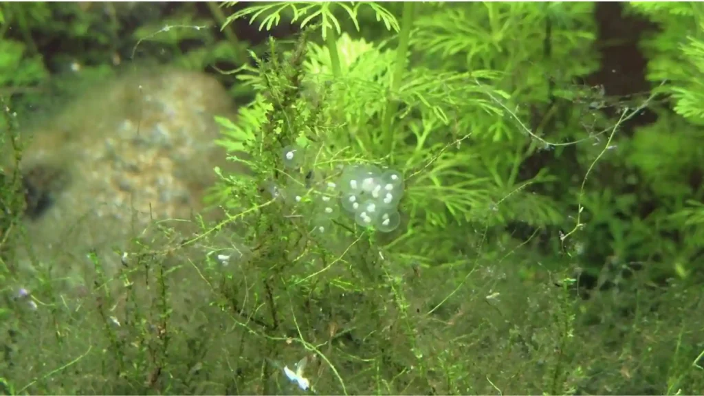 Grappe d'œufs d'escargots (Physes) collée sur une plante : l'origine de l'invasion qu'on cherche souvent à éliminer.