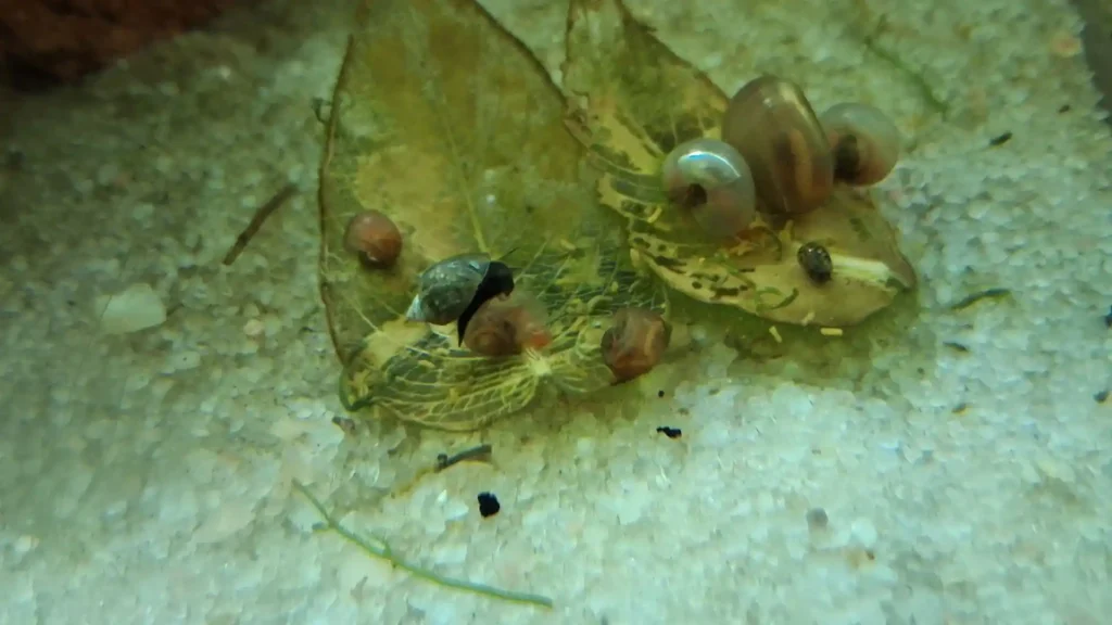 Groupe de Planorbes et Physes dévorant une feuille morte : l'équipe de nettoyage qui rend inutile d'éliminer les escargots.