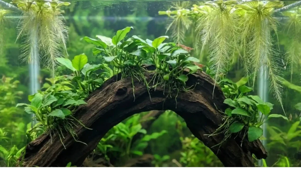 Exemple de plantes d'aquarium sans substrat : Anubias fixées sur une racine et plantes flottantes filtrant l'eau.
