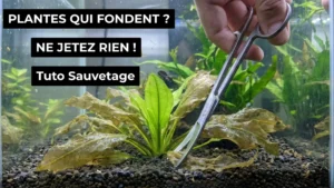 Plante d'aquarium qui fond et devient transparente, taille de nettoyage avec ciseaux courbes