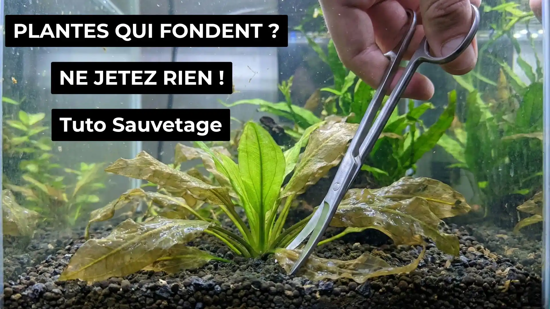Plantes d'aquarium qui fondent
