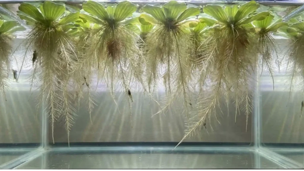 Vue sous-marine des longues racines de Pistia (Laitue d'eau) filtrant l'eau dans un aquarium sans sol.