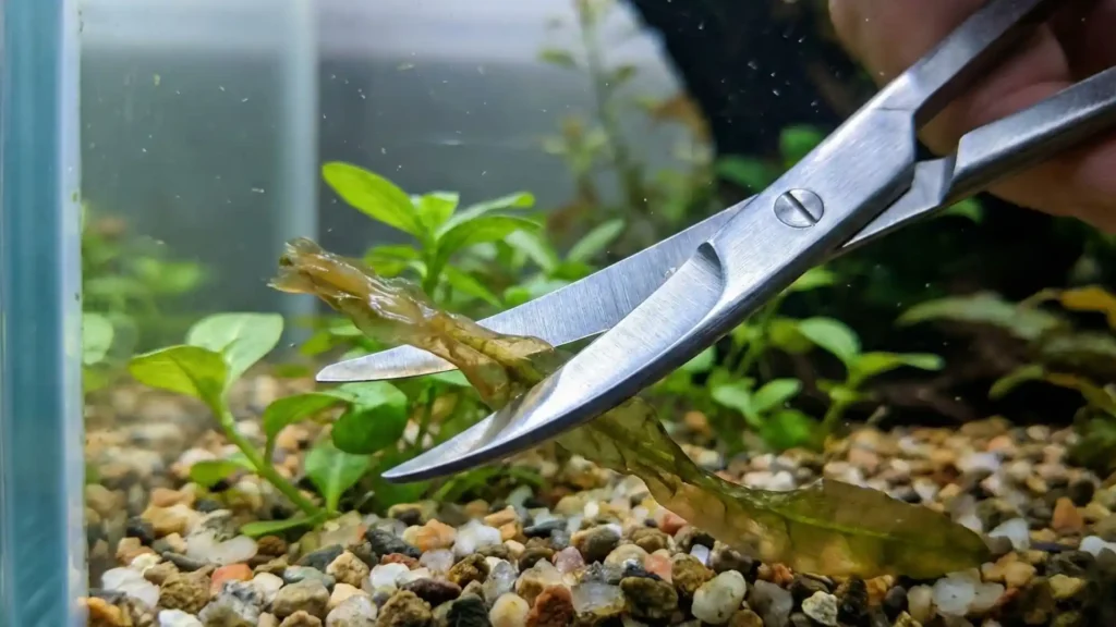 Gros plan macro sur des ciseaux courbes d'aquascaping coupant une feuille d'aquarium fondue à la base sans déraciner la plante.