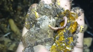 Ver de compost Eisenia dans la main - nourriture vivante aquarium gratuite