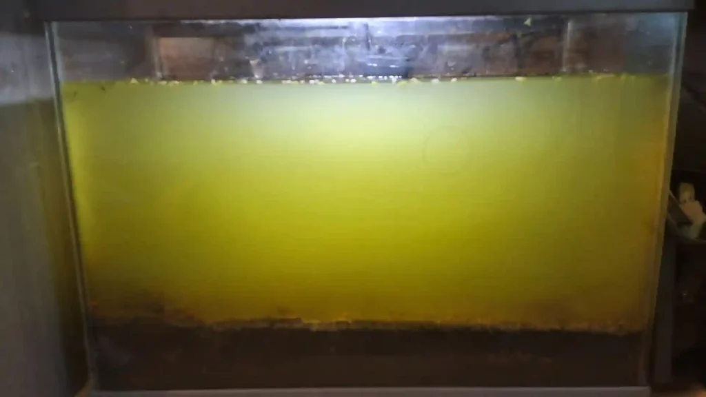 Aquarium de culture de 30L avec une eau verte intense (phytoplancton) utilisée pour l'élevage de daphnies.