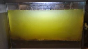 Aquarium eau verte trouble – Solution naturelle Low-tech