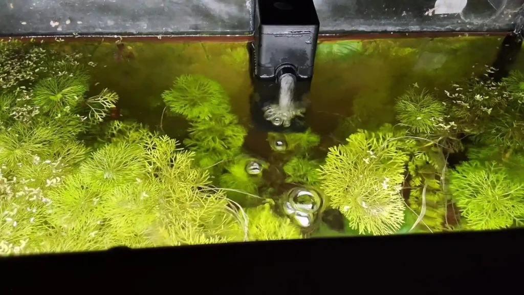 Petite pompe de brassage compacte (pompinette) assurant l'oxygénation de l'eau en aquarium planté.