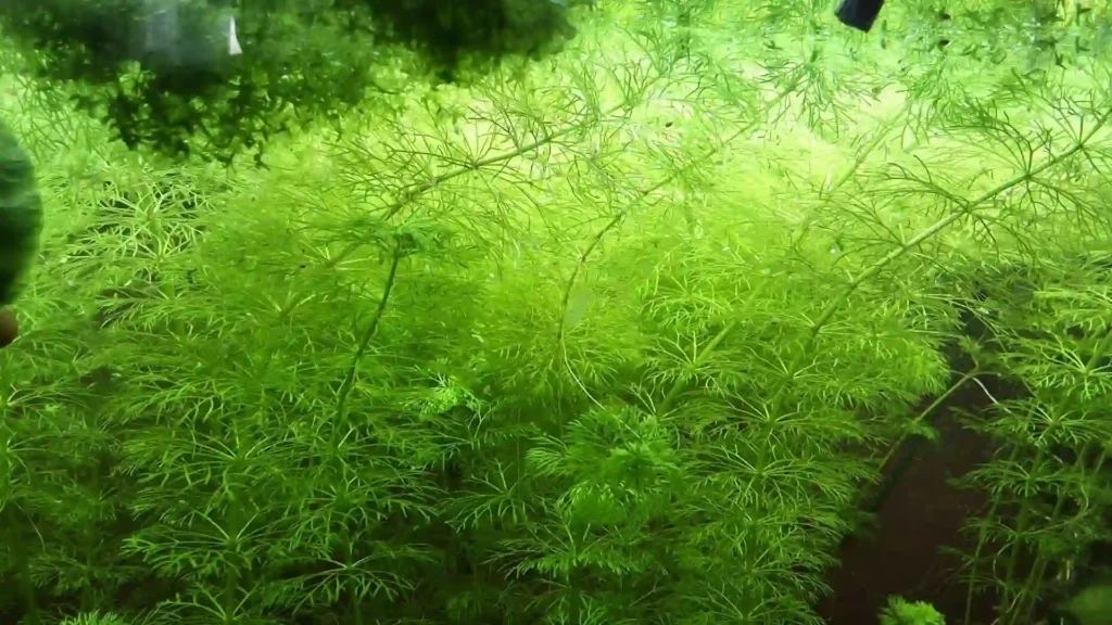 Explosion de croissance du Cératophyllum dans un aquarium low-tech après 30 jours sans siphon ni aspirateur de fond