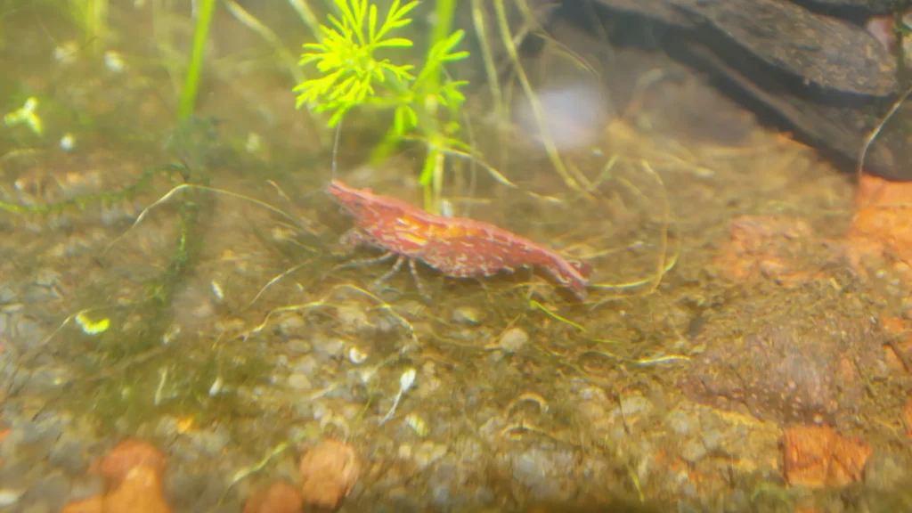 Crevette Red Cherry active et colorée, signe d'un aquarium Low-tech en bonne santé