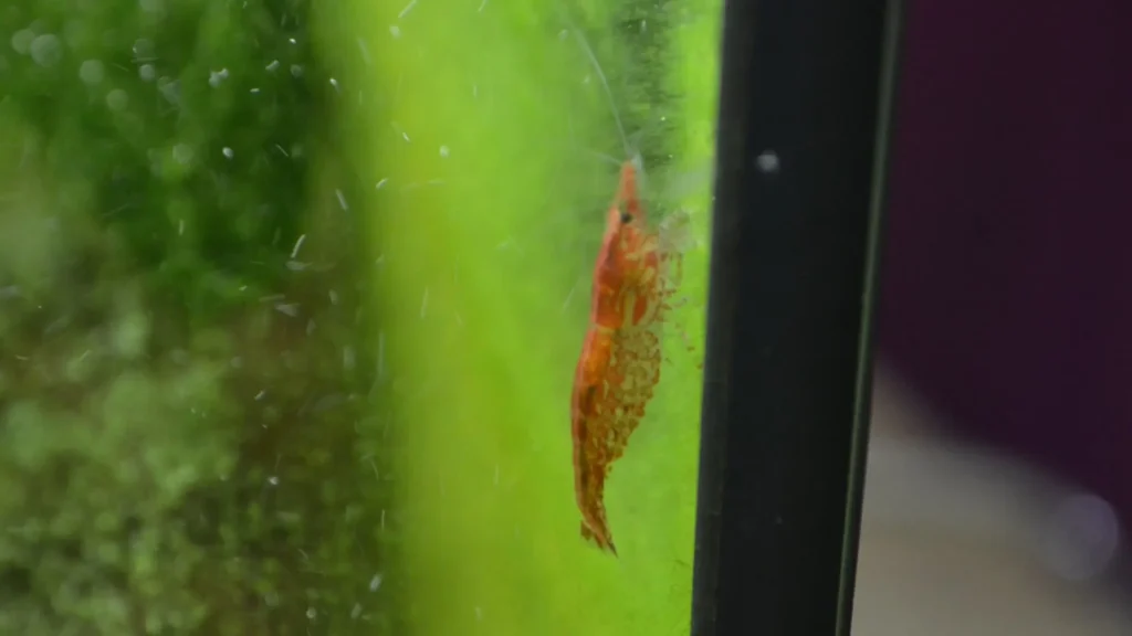 Crevette Red Cherry qui se nourrit de biofilm sur la vitre d'un aquarium Low-tech