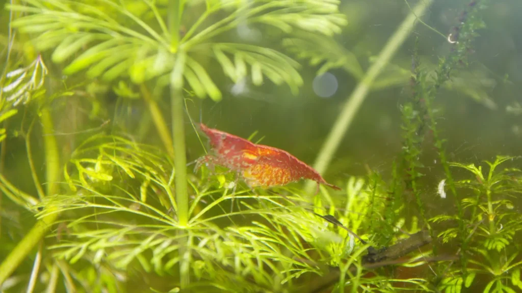 Femelle Red Cherry portant ses œufs dans un aquarium Low-tech planté